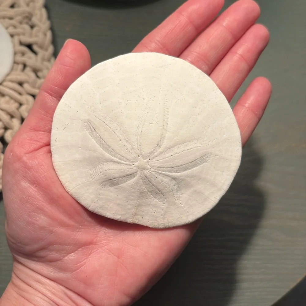 12 Real sand dollars